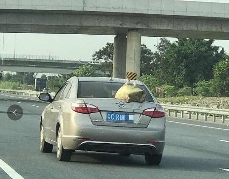 返程奇景，網民笑稱為「雙渦輪增鴨（壓）」（網上圖片）