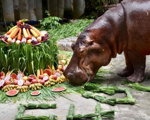 節目已經介紹過河馬及馬來貘等動物。fb