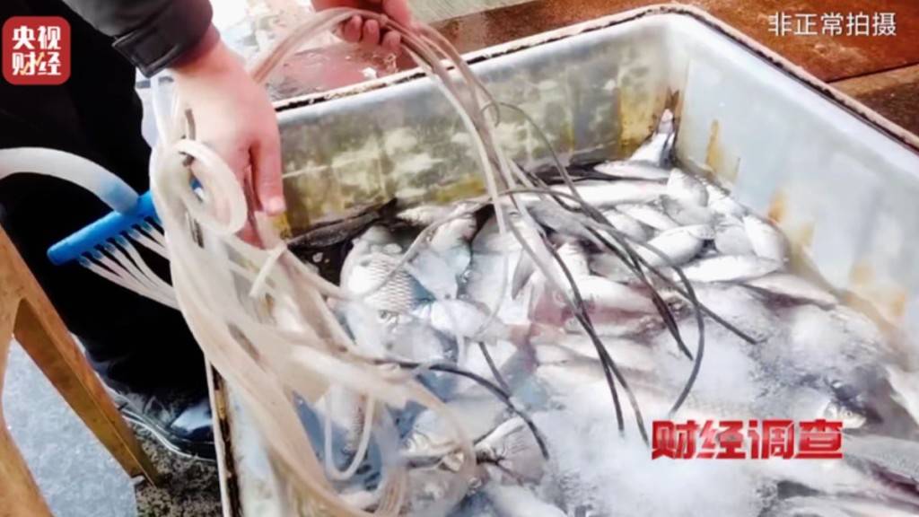 内地有水产市场，为保持水产卖相，不惜添加「鱼麻药」让鱼休眠。央视截图