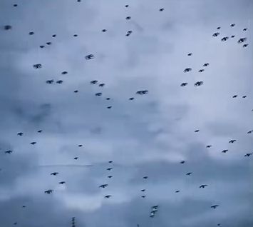 蜂群無人機正在立體觀測颱風「紅霞」。 抖音