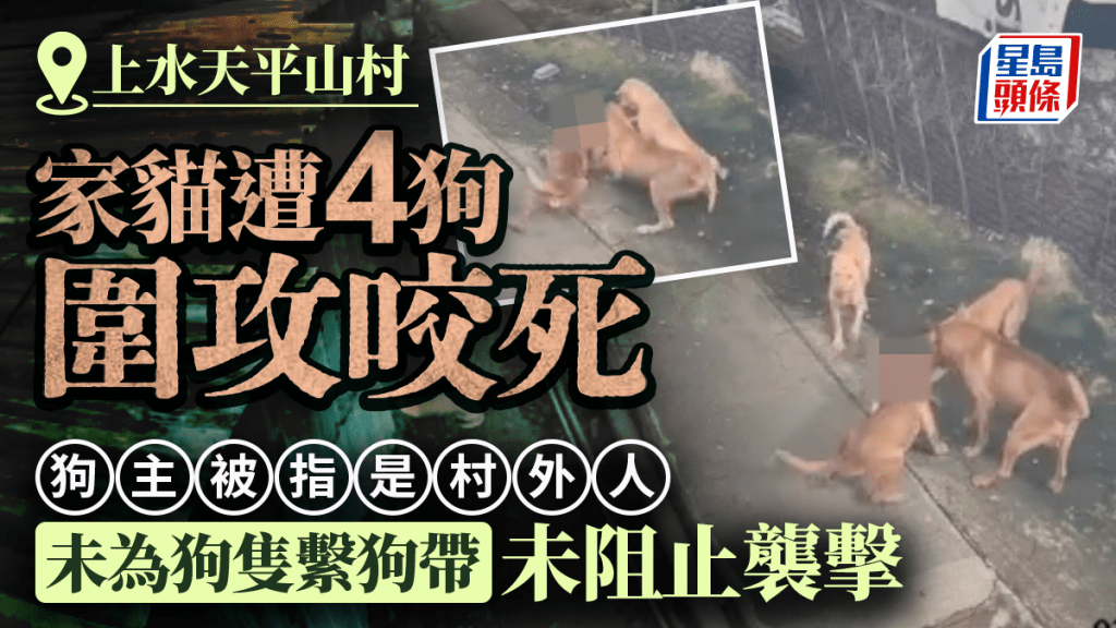 天眼直擊｜上水天平山村家貓遭4狗圍攻咬死 帖主盼討回公道 憂他日傷及小孩