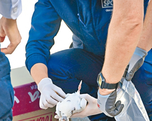愛協及漁護署人員用膠袋檢走鴿屍。