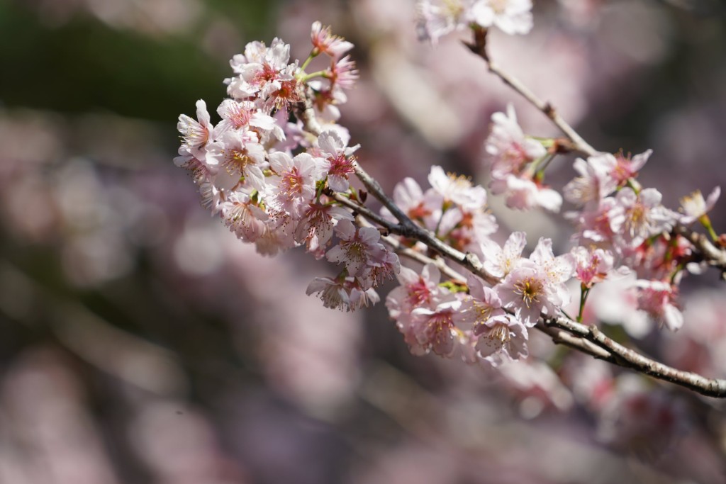 城门谷公园的樱花已经盛开。FB @ Arthur Ck Ngai图片