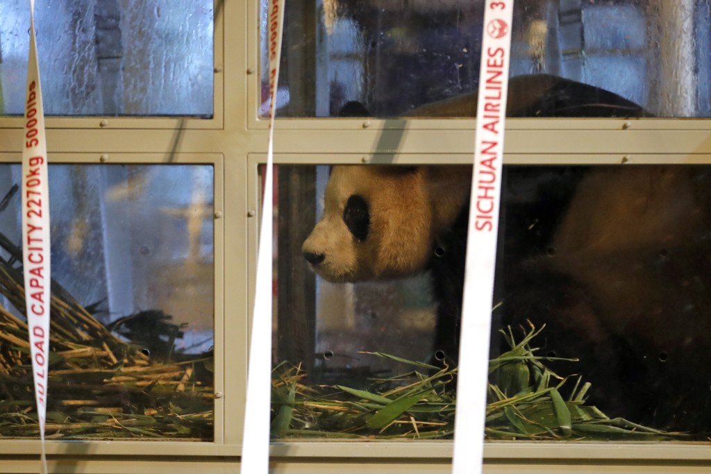 旅韓大熊貓「福寶」抵達成都。 新華社