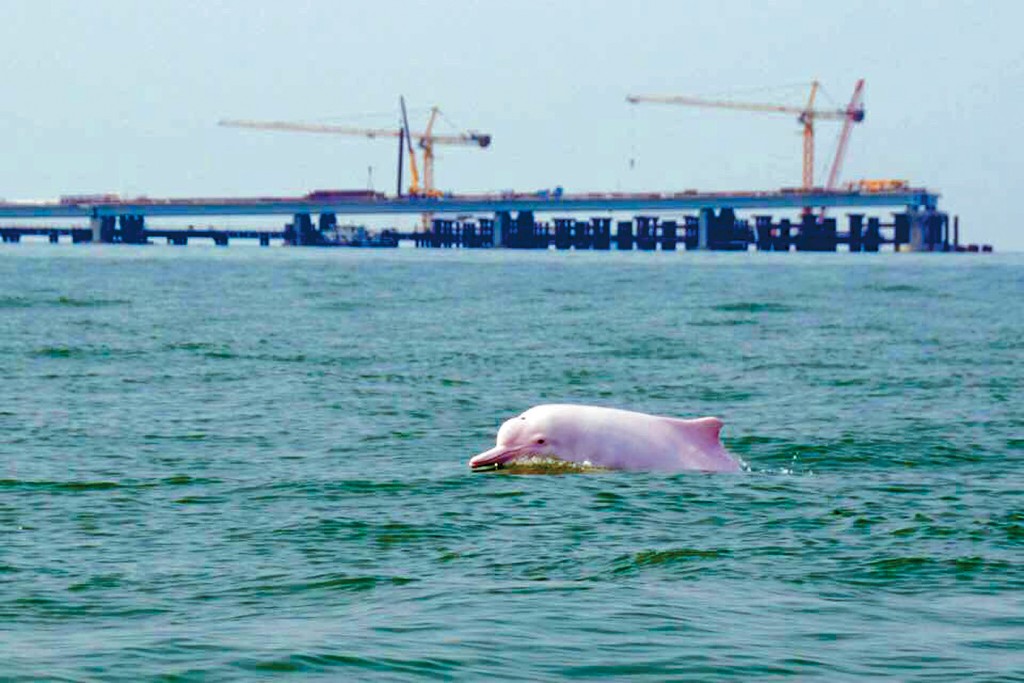 中華白海豚是本港回歸的吉祥物，亦是國家一級保護動物。