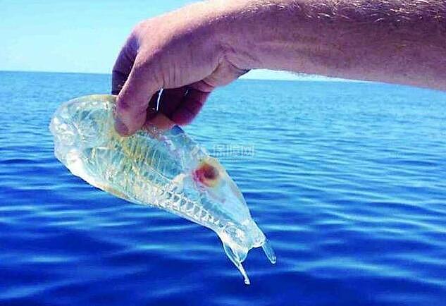 神奇的透明小鱼。