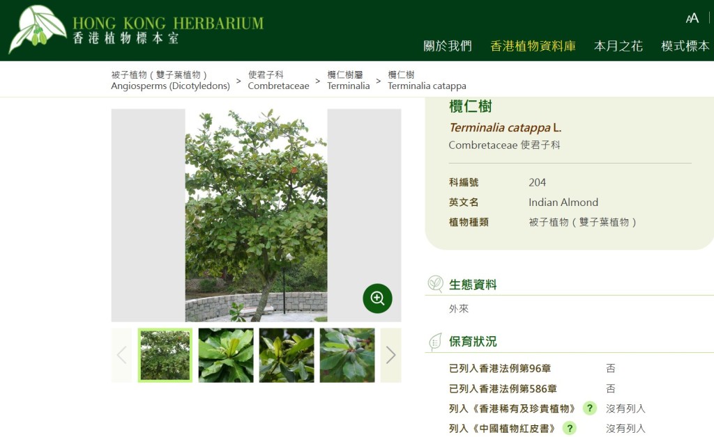 相中的樹為「欖仁樹」。香港植物標本室網頁截圖