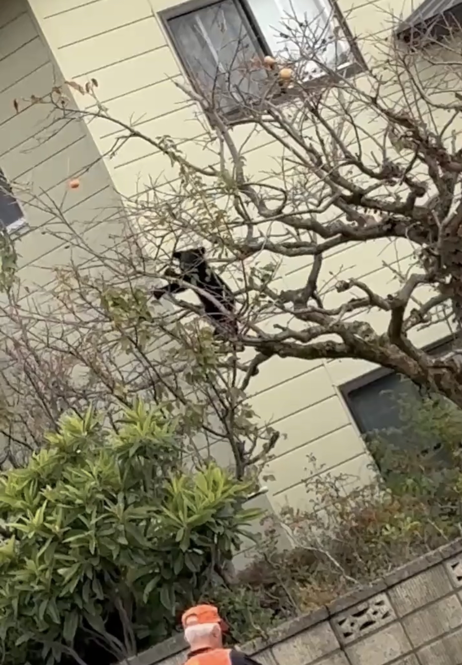 黑熊在秋田市饭岛地区住宅旁爬树。 X@HidetoShibaba
