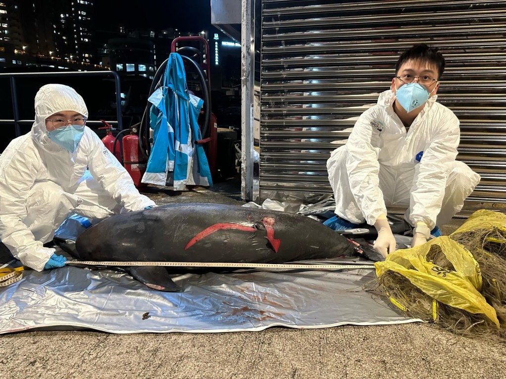 香港海洋公園保育基金於今日接報通知跟進鯨豚擱淺個案，為本年度第13宗。香港海洋公園保育基金提供