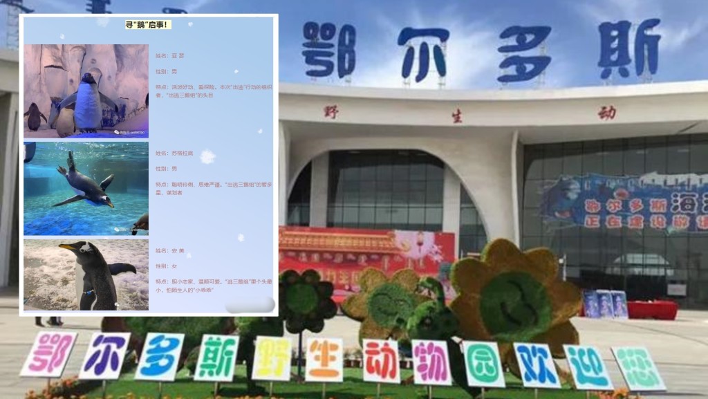 內蒙古鄂爾多斯動物園發出尋「鵝」啟事。網圖
