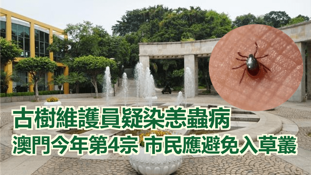 澳門一名古樹維護員疑染恙蟲病。網上圖片