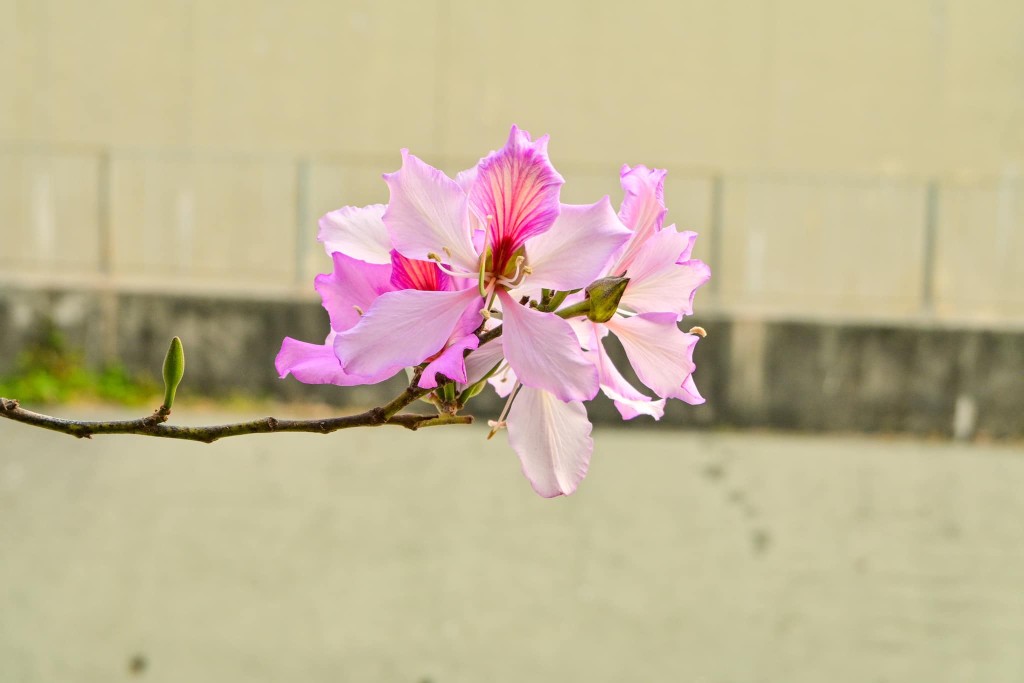 外形似是櫻花及梅花，相當艷麗。（圖片來源：FB @CW Yung授權）