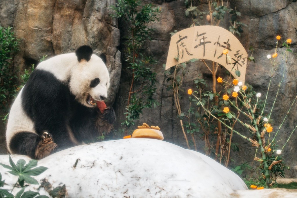 大熊貓享用賀年美食。海洋公園圖片