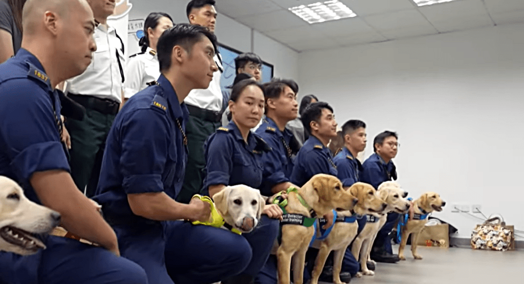 8隻搜查犬肩負使命。海關影片截圖