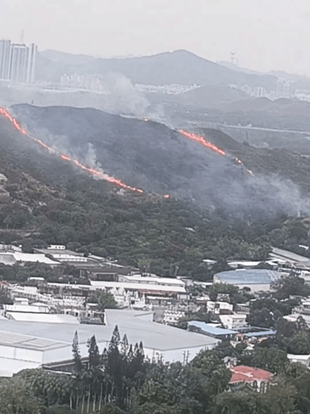 大片林木被焚毀。FB：PrettyDolphin5991@北區之友