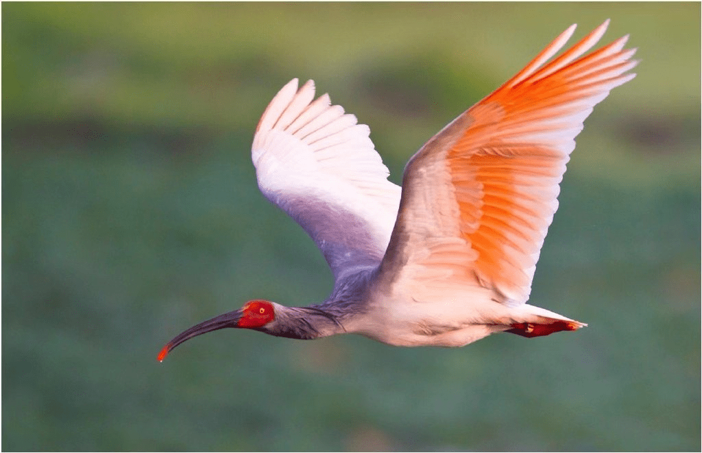 2019年日本环境省将朱鹮在该国濒危物种红色名录中的级别，从「野生灭绝」下调至「濒临灭绝1A类」。 微博