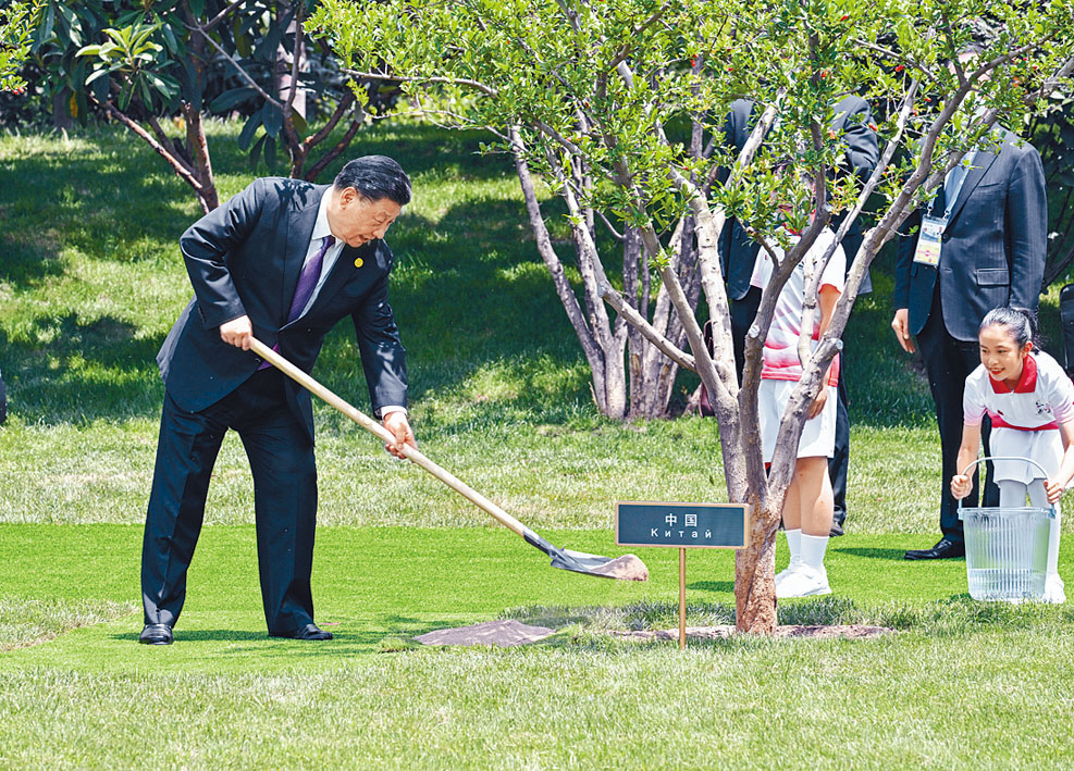 峰会结束后习近平和中亚五国元首共同种下六棵石榴树。新华社