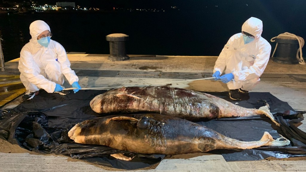 清水灣發現兩條鯨豚擱淺。香港海洋公園保育基金