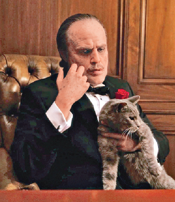 ■The Weeknd扮埋教父玩猫。