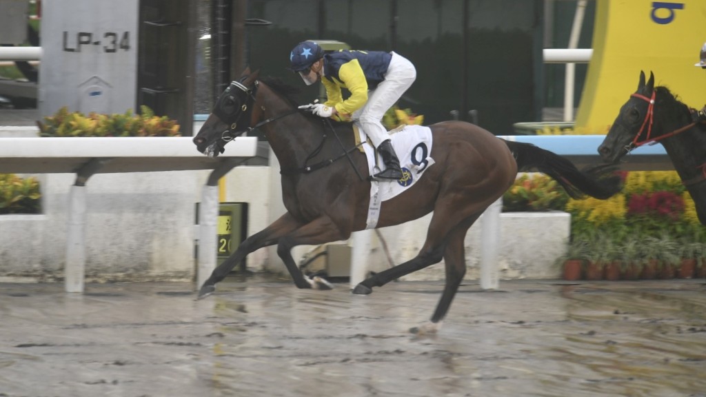 沙田馬場今日大雨滂沱。 沙田馬場今日大雨滂沱。