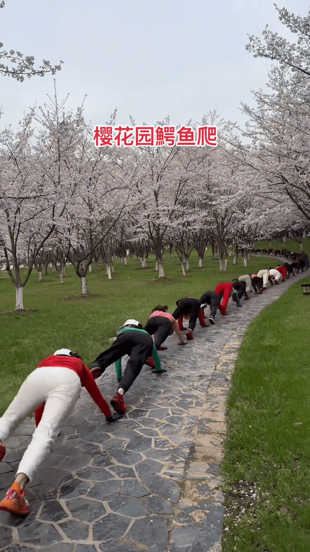 大媽大爺年輕人齊集櫻花樹下做「鱷魚爬」。 網片截圖