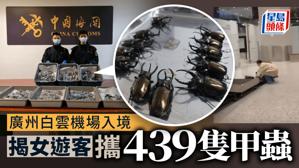 廣州白雲機場海關 揭女旅客攜439隻甲蟲入境