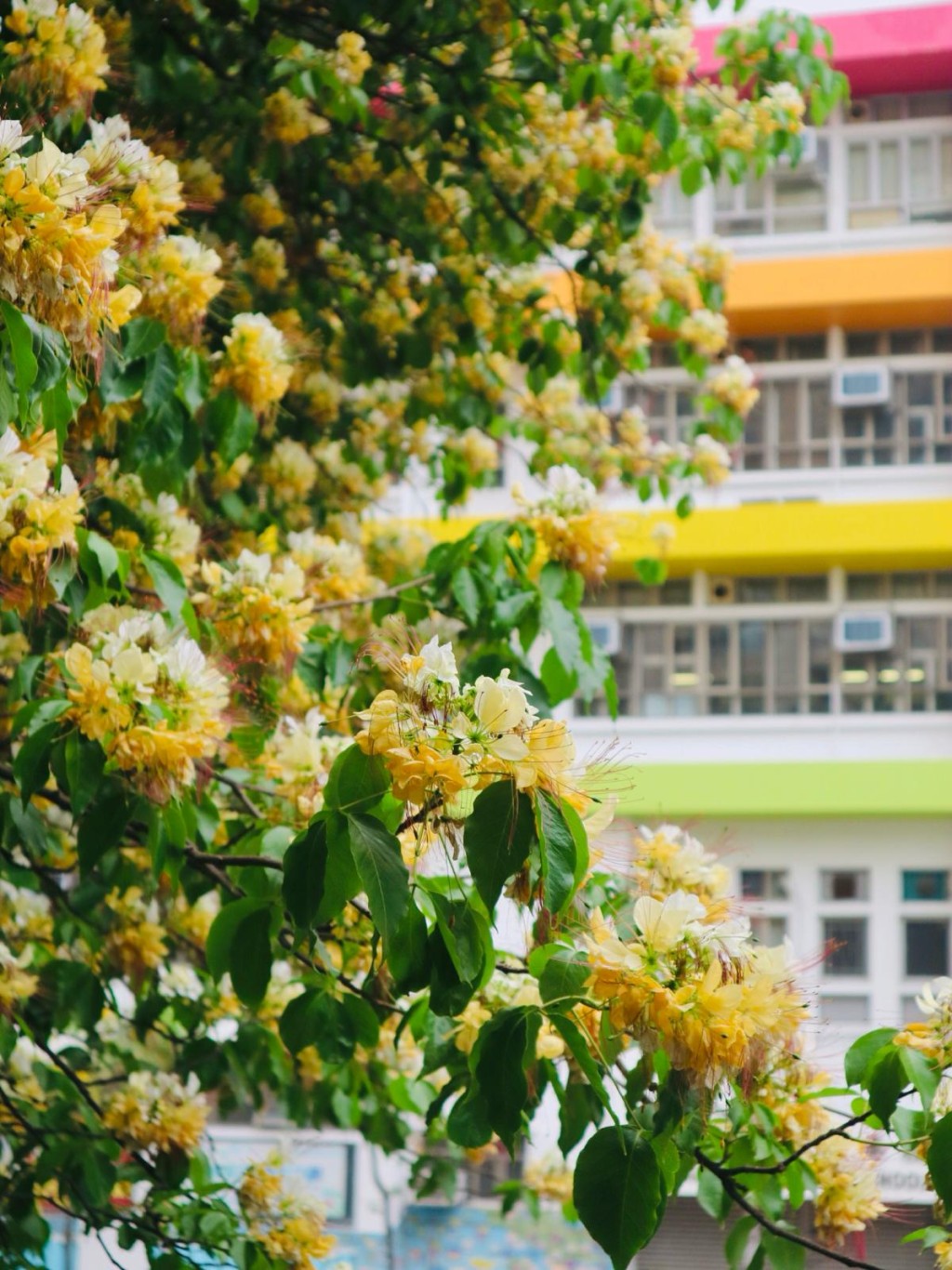 站在魚木花海兩旁的夾縫中拍照，可拍出壯觀景象。