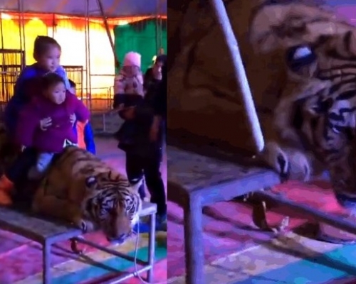 湖南一个马戏团安排游客骑在东北虎背上拍照，惹来网民批评。网图