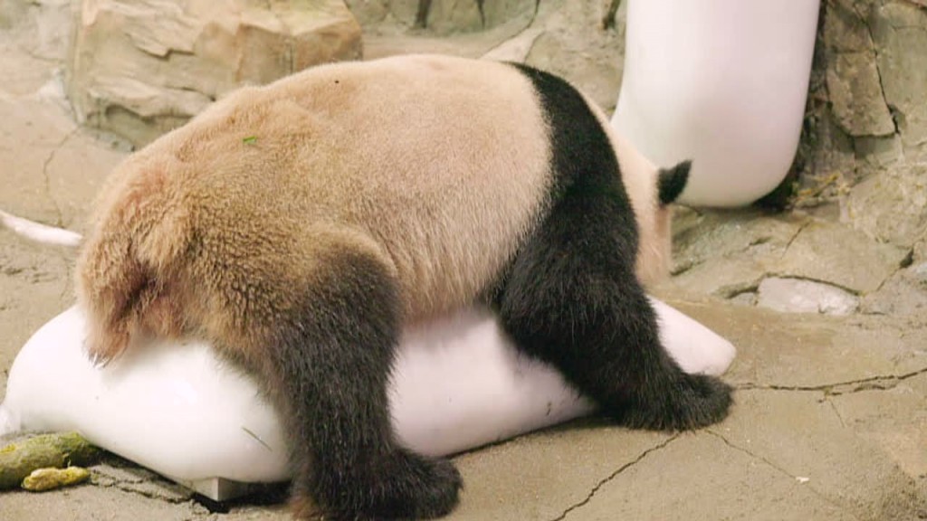 竟然还有熊猫，熊猫躺在冰上乘凉，大家又看过未呢？