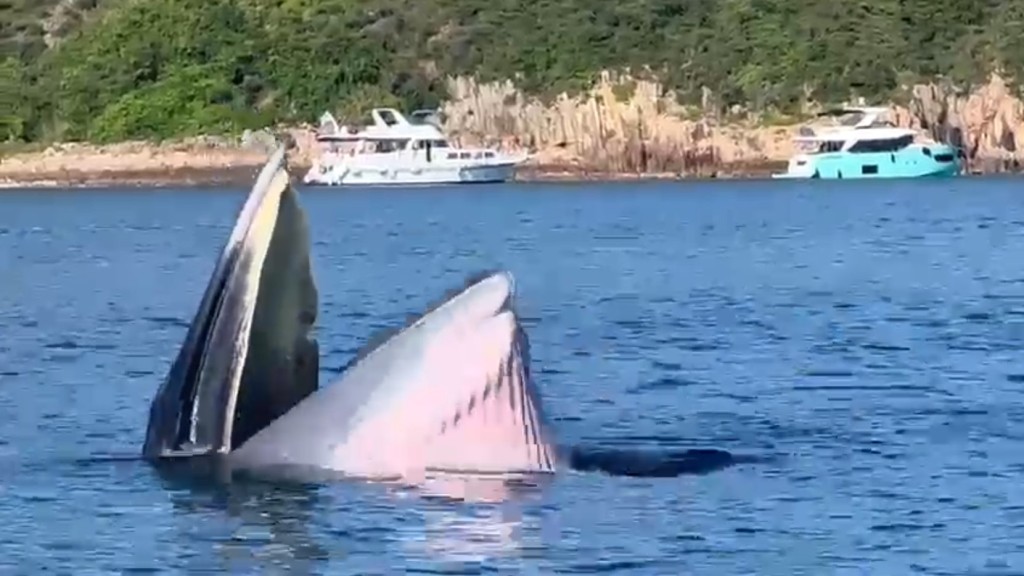 有網民昨日（13日）在西貢馬頭繯、南風灣附近海域發現一條鯨魚。
