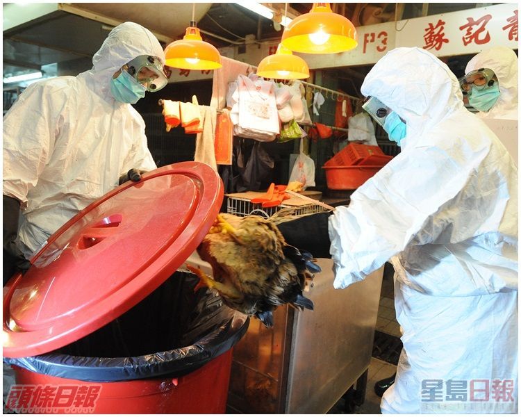 街市雞檔被圍封,家禽被銷毀。資料圖片