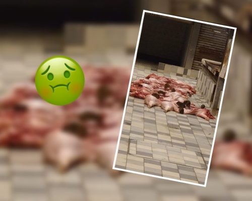 逾10隻老鼠食豬肉「開餐」