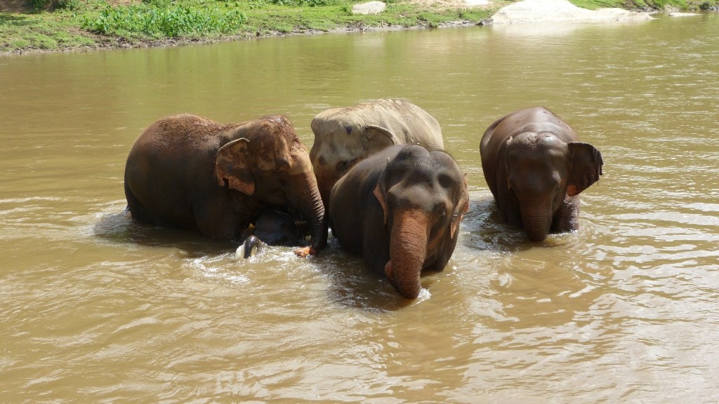 大象喜歡到河裏，一來消暑，二來可以洗澡。（FB@Elephant Nature Park）