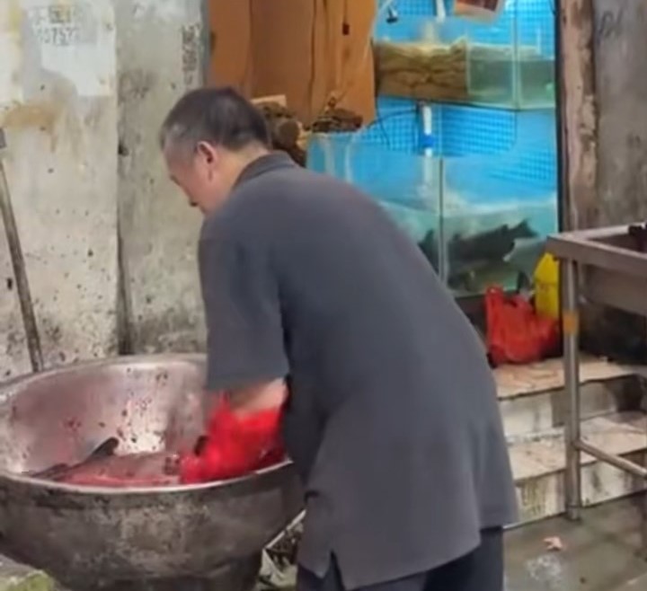 烤鱼店老板将鱼内脏放上屋簷，吸引猫咪到来。