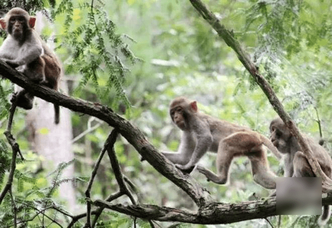 獼猴屬於國家二級野生保護動物，也被列為易危種。（微博）