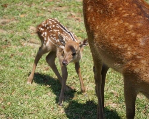 当地保育团体呼吁，游客不要触摸幼鹿。网图