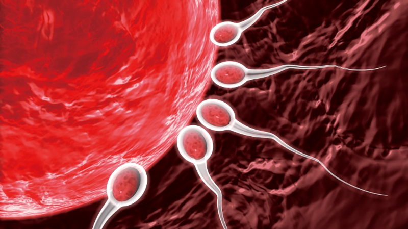 日本研究：雄性細胞成功培育卵子。網圖