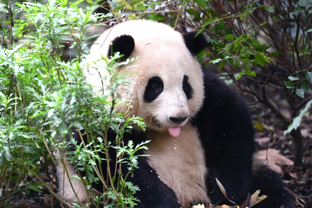 和花坐下时，被形容为如一个三角饭团。