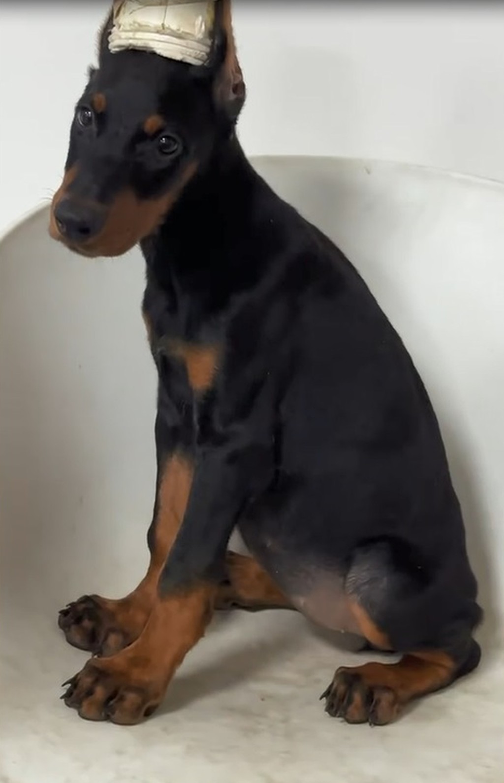 商家有售杜賓犬。 商家有售杜賓犬。