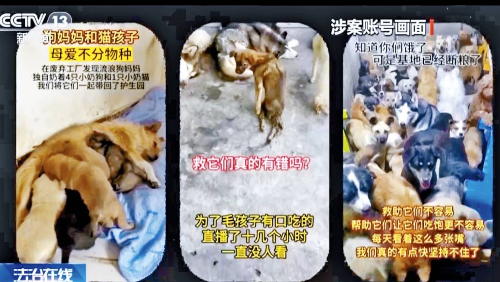 直播間畫面中，流浪動物生活狀況淒慘。央視