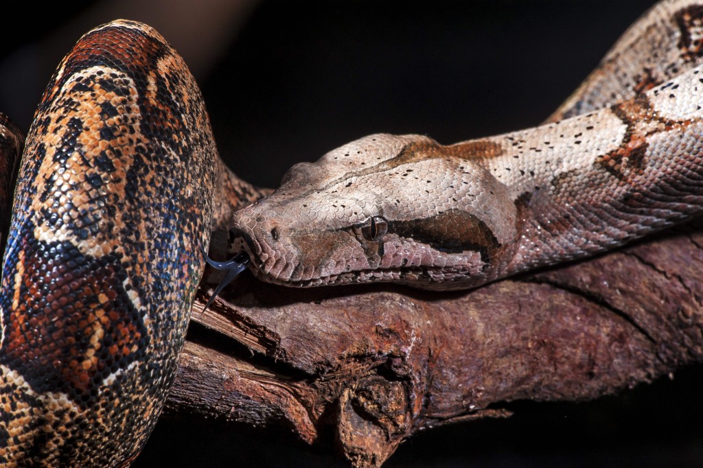 示意圖。(路透社)