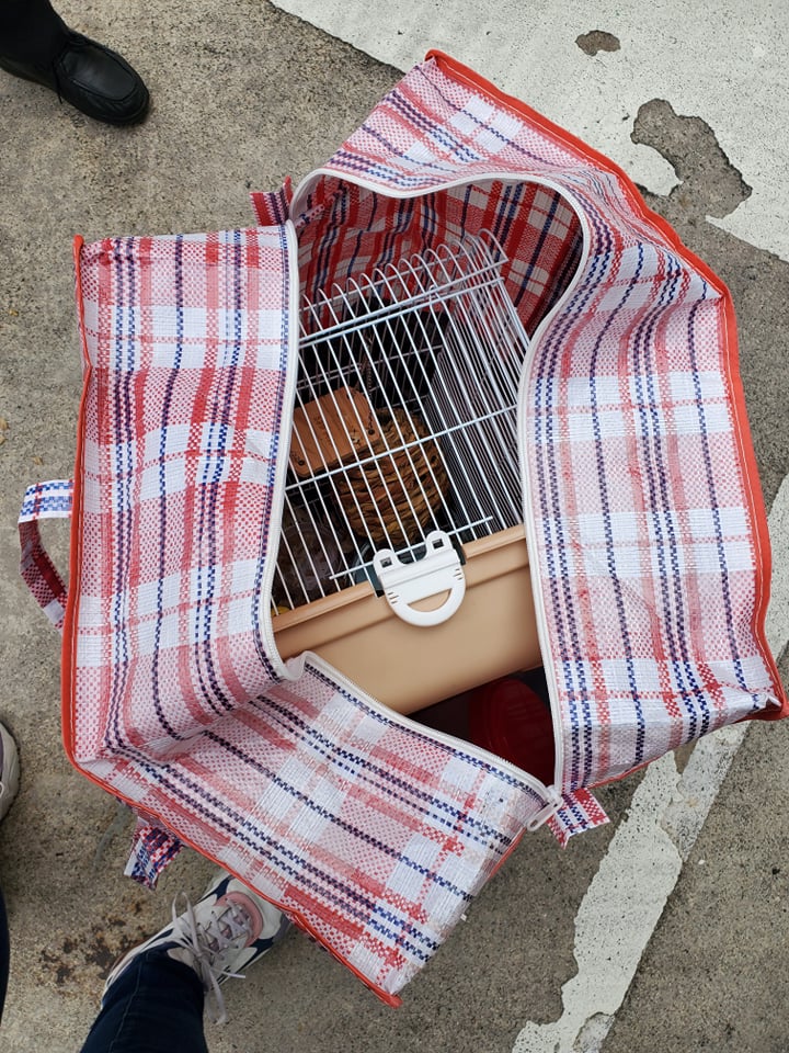 西湾河兴东商场自今年9月起三度被人发现有人将仓鼠当垃圾弃掉。香港动物报图片