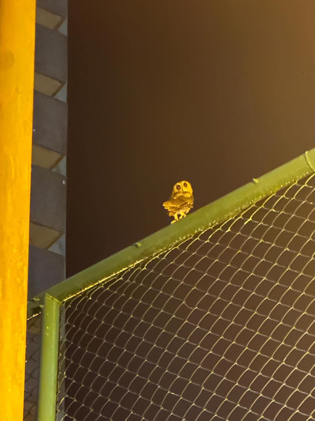 3只猫头鹰「排排企」在球场围栏顶。fb@大埔TAI PO