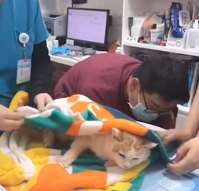 中国小动物保护协会替2只猫咪体检。