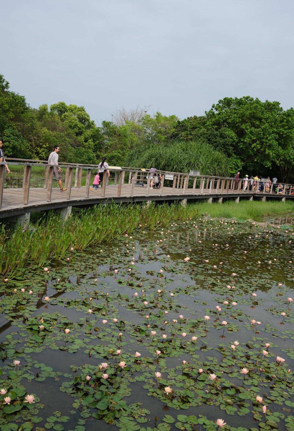 濕地公園的生物多樣性豐富， 一年四季各有不同風景，其中一個最為賞心悅目的景致，就是一片片睡蓮在淡水沼澤盛開的風姿。（圖片來源：《親子王》）