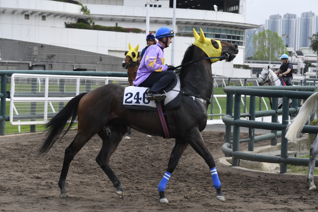 潘顿除了骑世一的「嘉应高升」外，还卜定「小鸟天堂」(图) 出争冠军一哩赛。