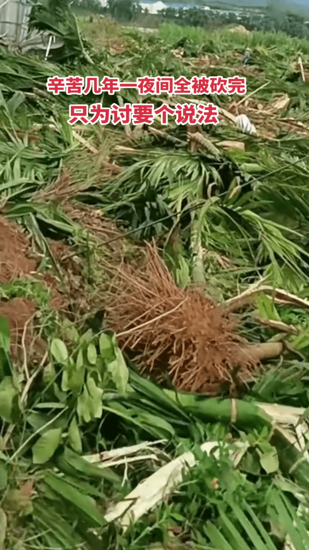 農民把被砍伐的檳榔樹堆到海膠集團公司大樓門口抗議。 農民把被砍伐的檳榔樹堆到海膠集團公司大樓門口抗議。