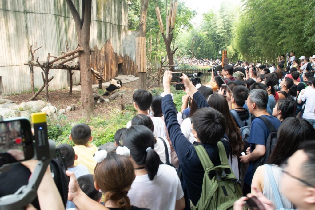 游客在成都大熊猫繁育研究基地参观。