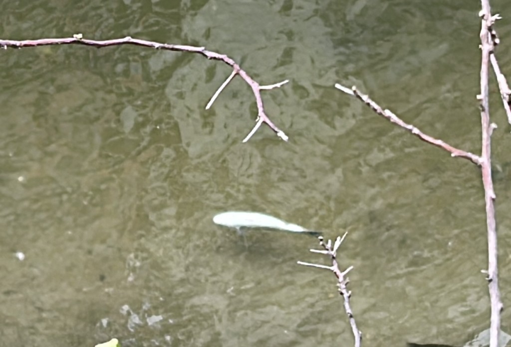魚屍漂浮於啟德河河面上。林思明攝 魚屍漂浮於啟德河河面上。林思明攝
