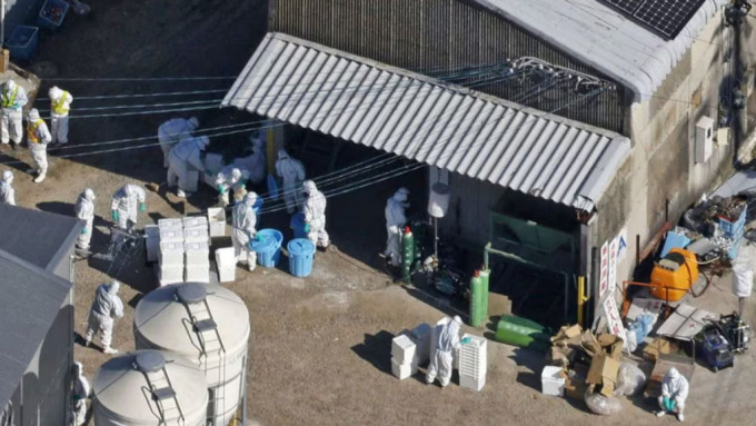 茨城县较早前有养鸡场爆发禽流感，需要扑杀约72,000只蛋鸡。资料图片
